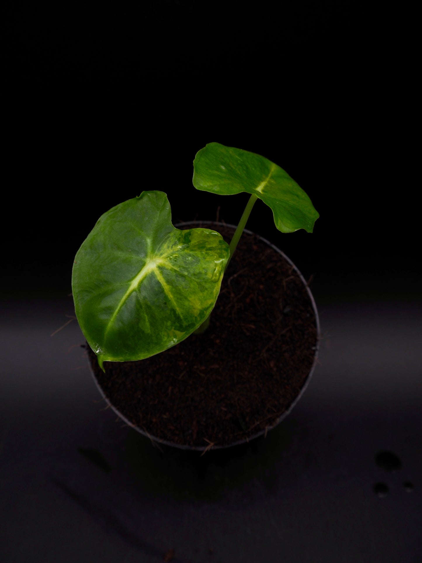 Alocasia Frydek Dorayaki