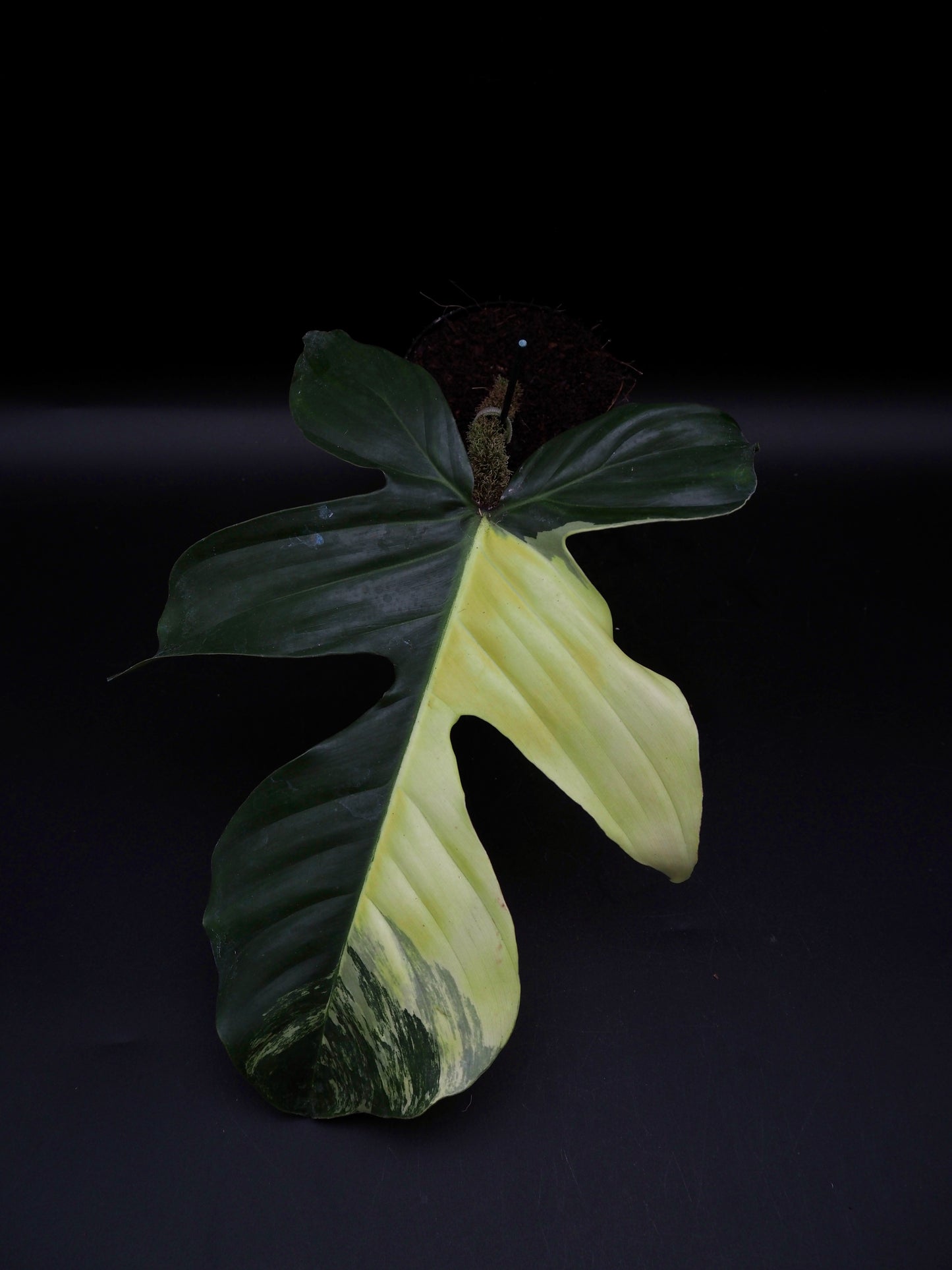 Philodendron Squamiferum Aurea Variegata