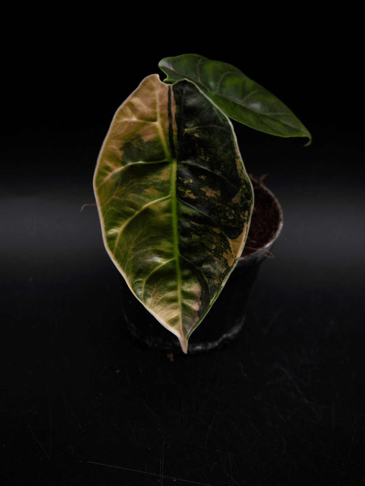 Alocasia Azlanii Aurea