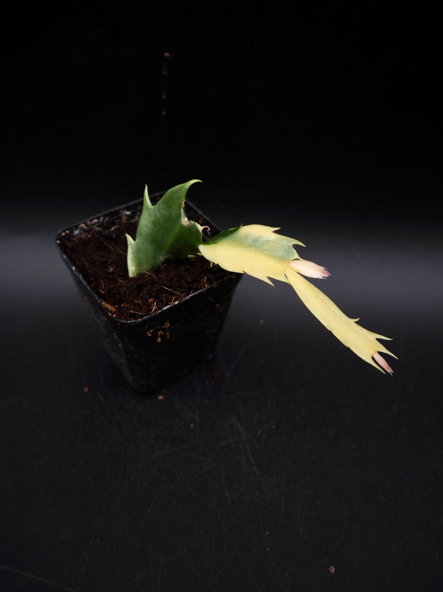 Weihnachtskaktus Variegata