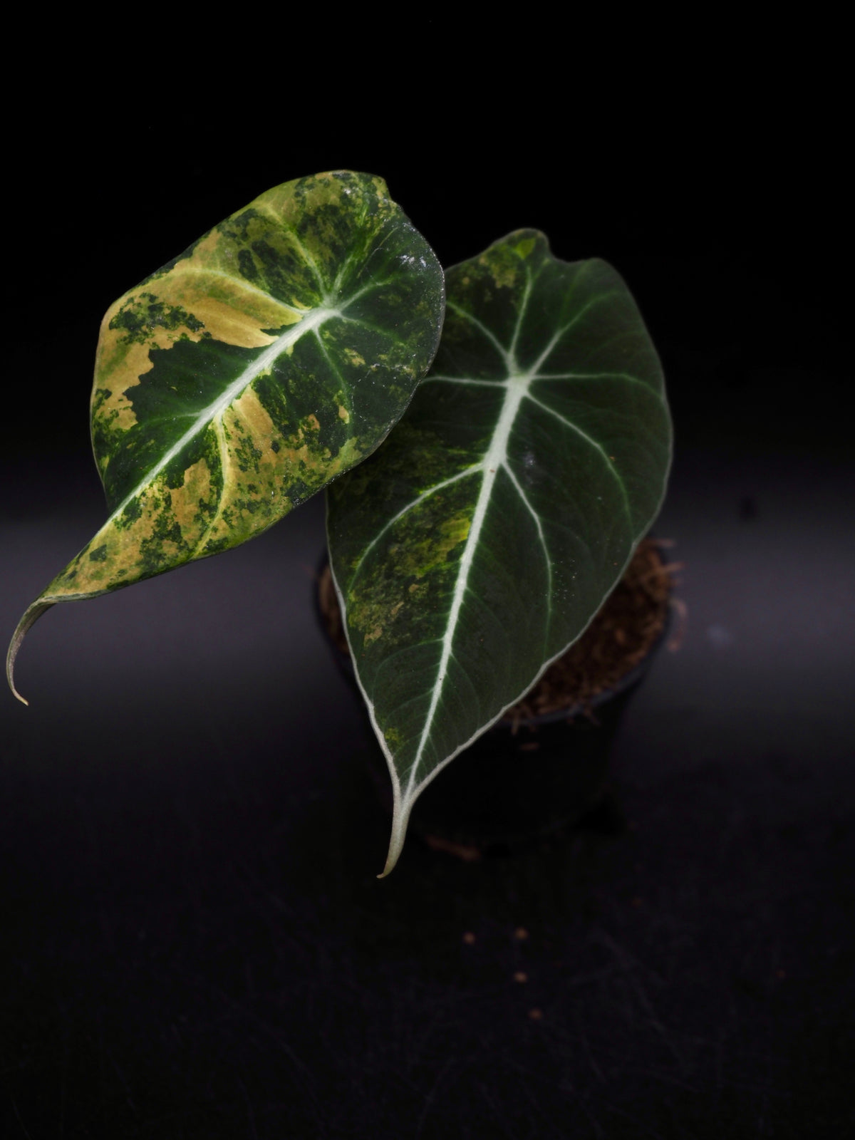 Alocasia Black Velvet Gold