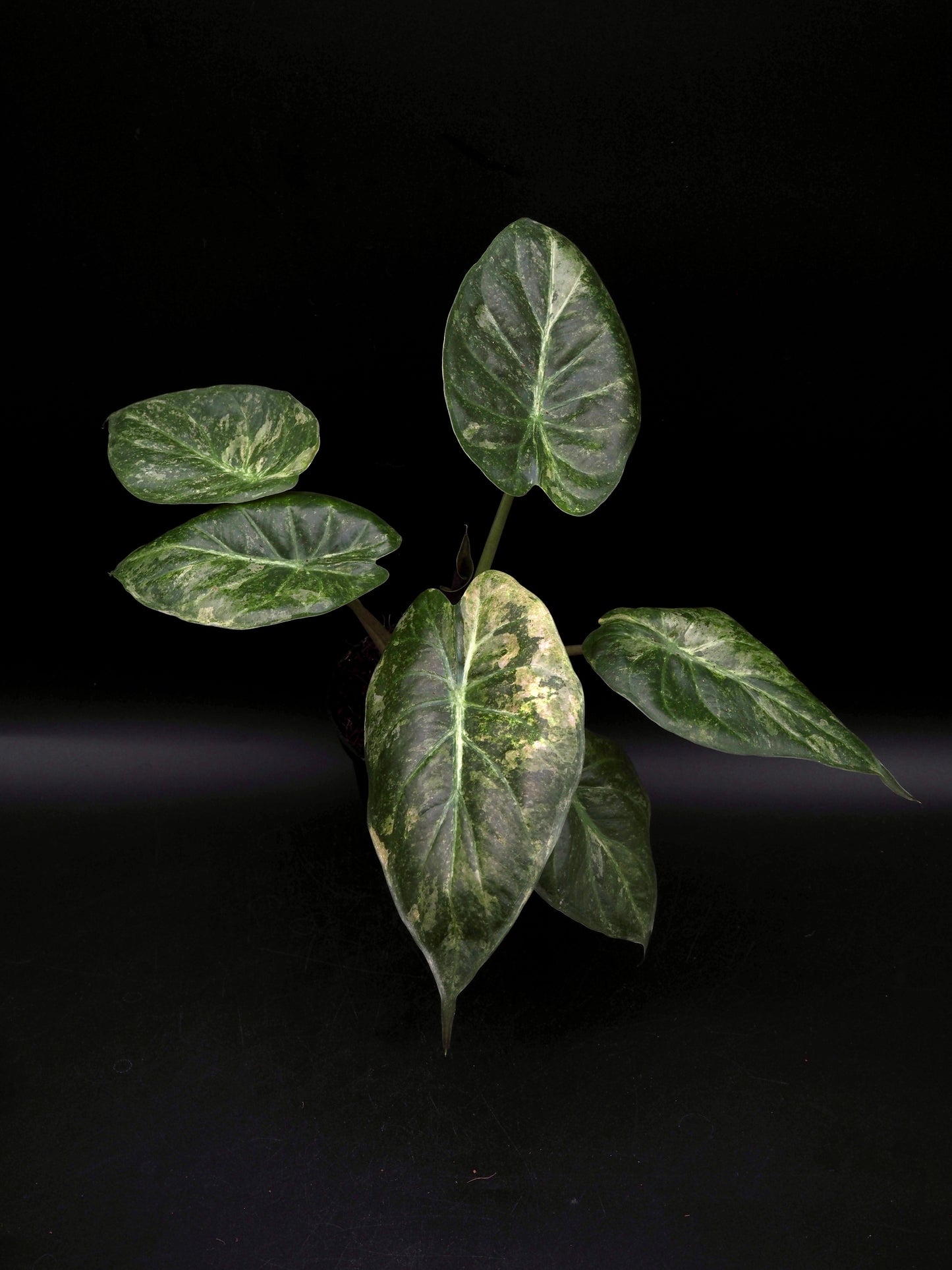 Alocasia Wentii Pink Freckles
