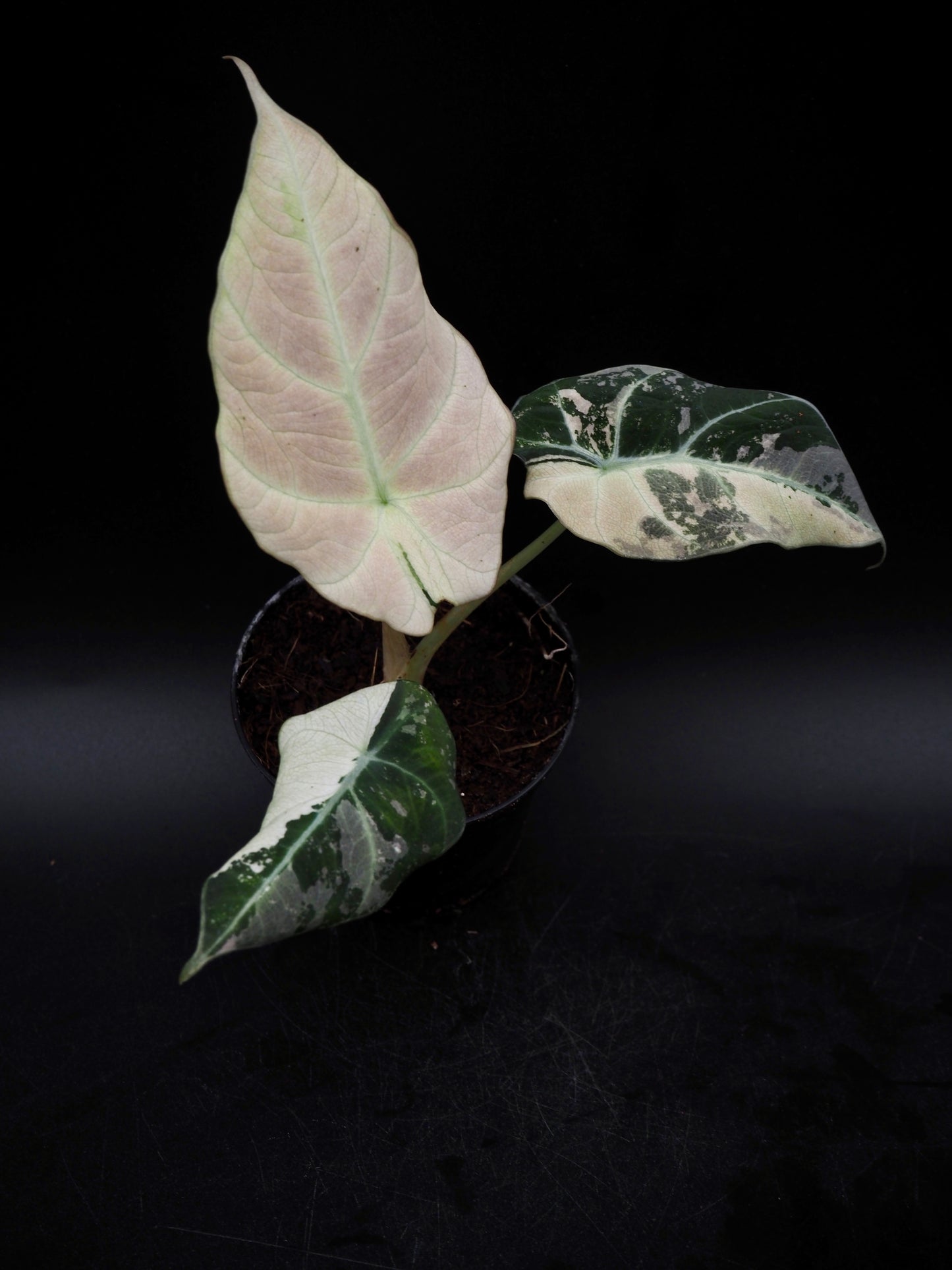 Alocasia Black Velvet Pink