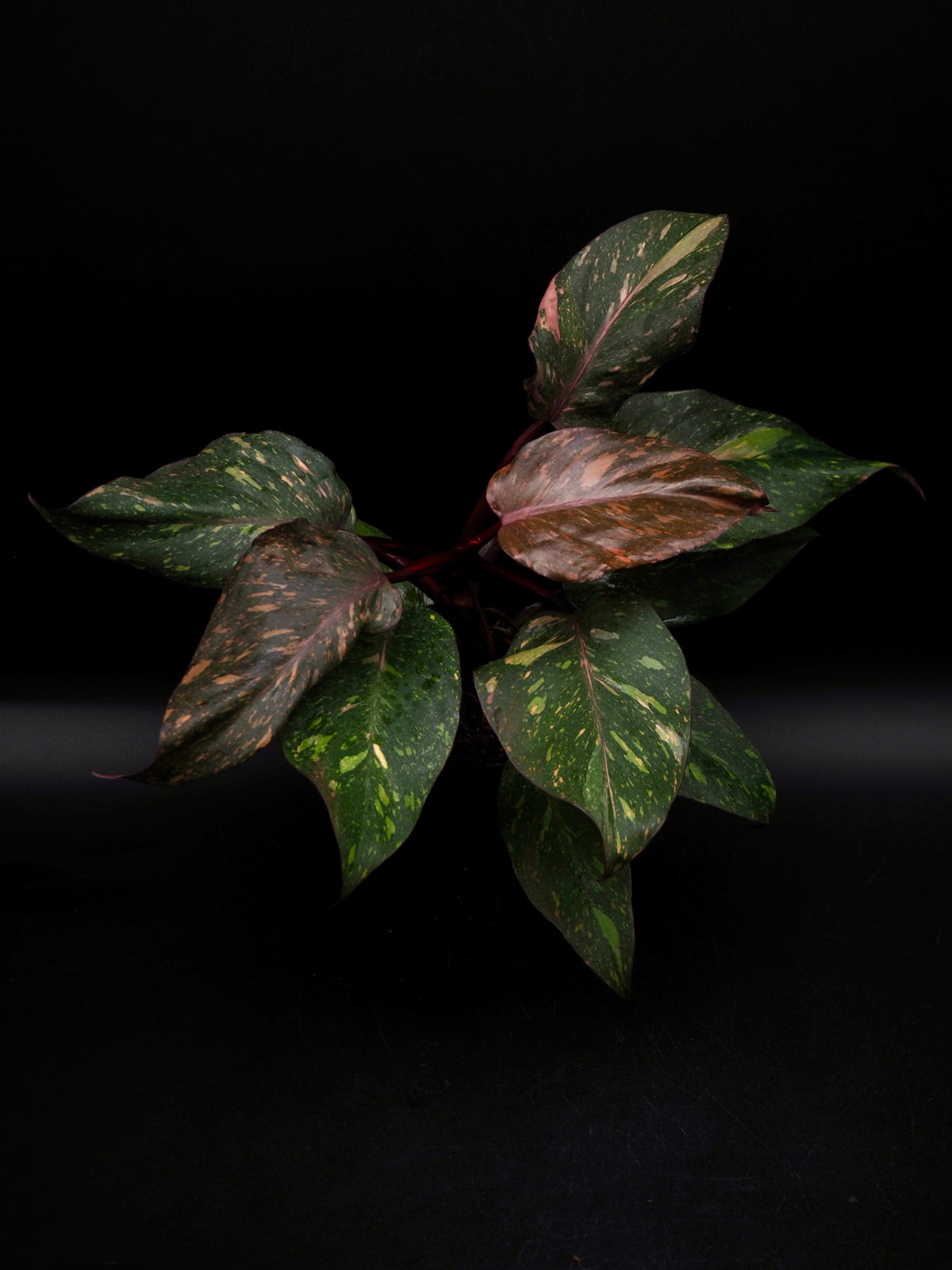Philodendron Orange Princess Galaxy