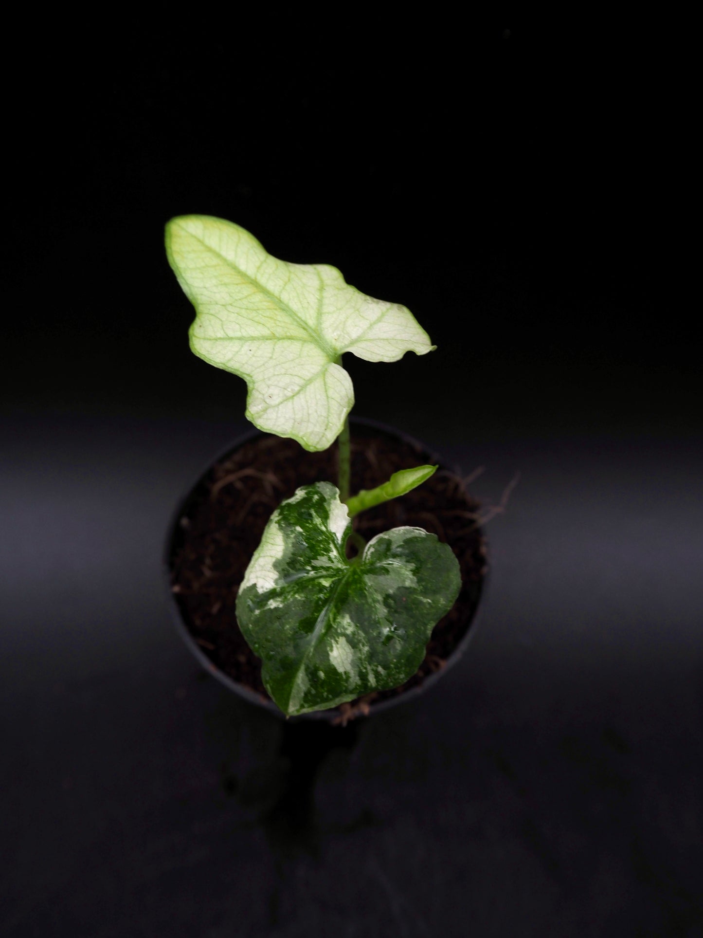 Alocasia Brancifolia Albo