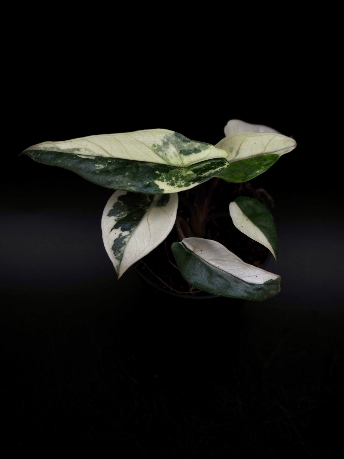 Alocasia Heterophylla Metallic Blue Albo Variegata