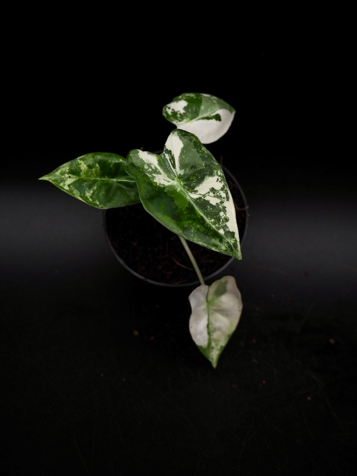 Alocasia Frydek Tricolor