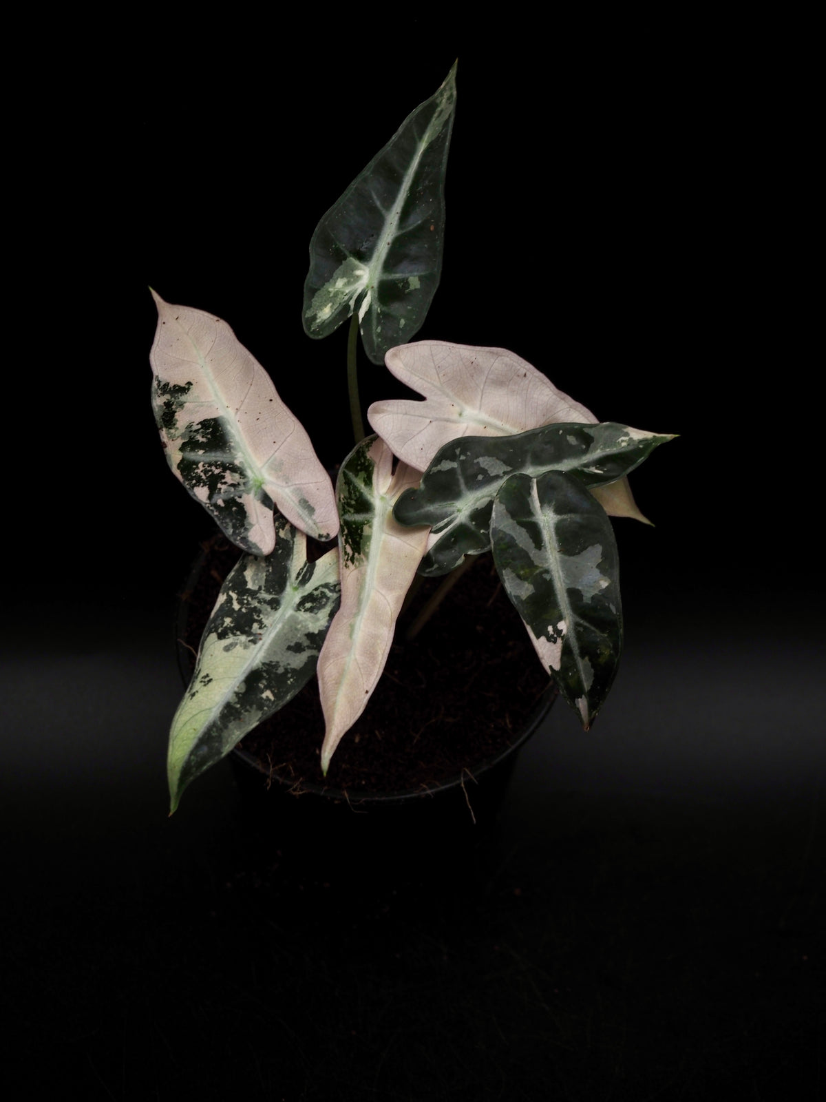 Alocasia Bambino Rose Variegata