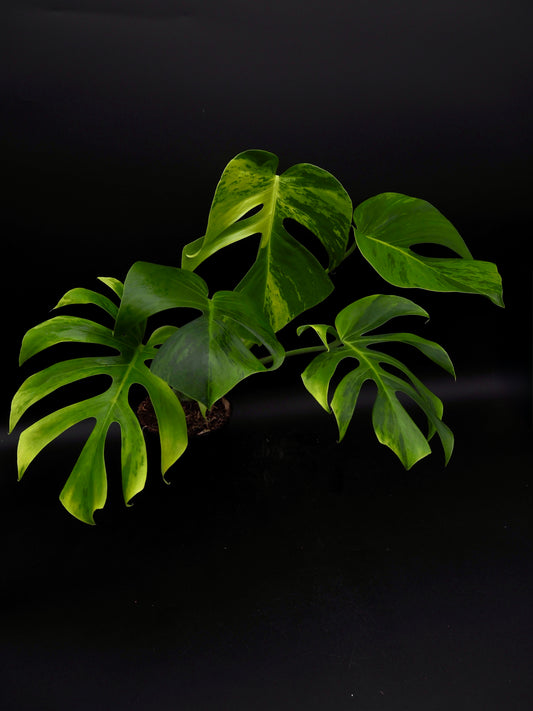 Monstera Light Lime