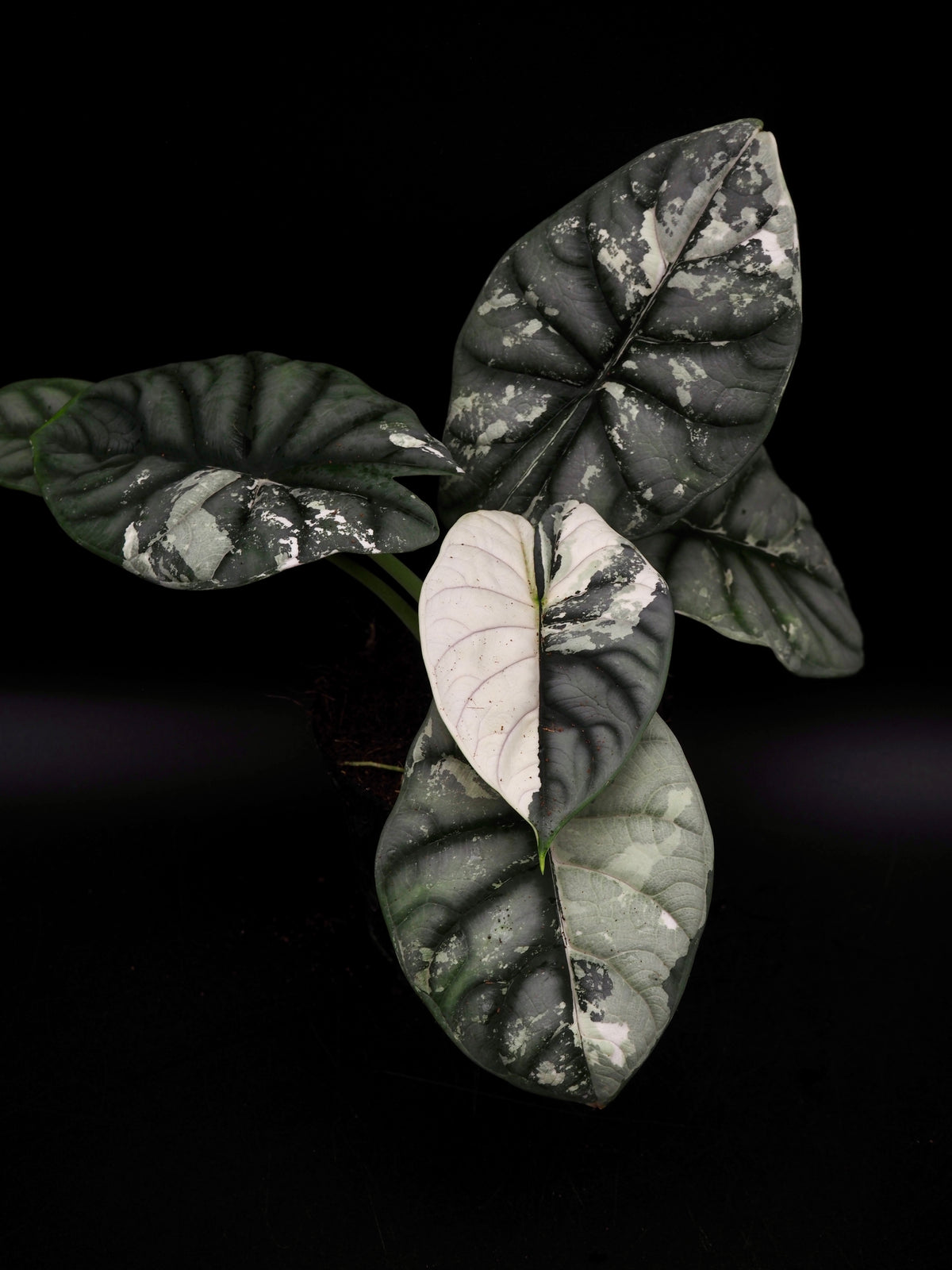 Alocasia Silver Dragon Albo Snow White Variegata