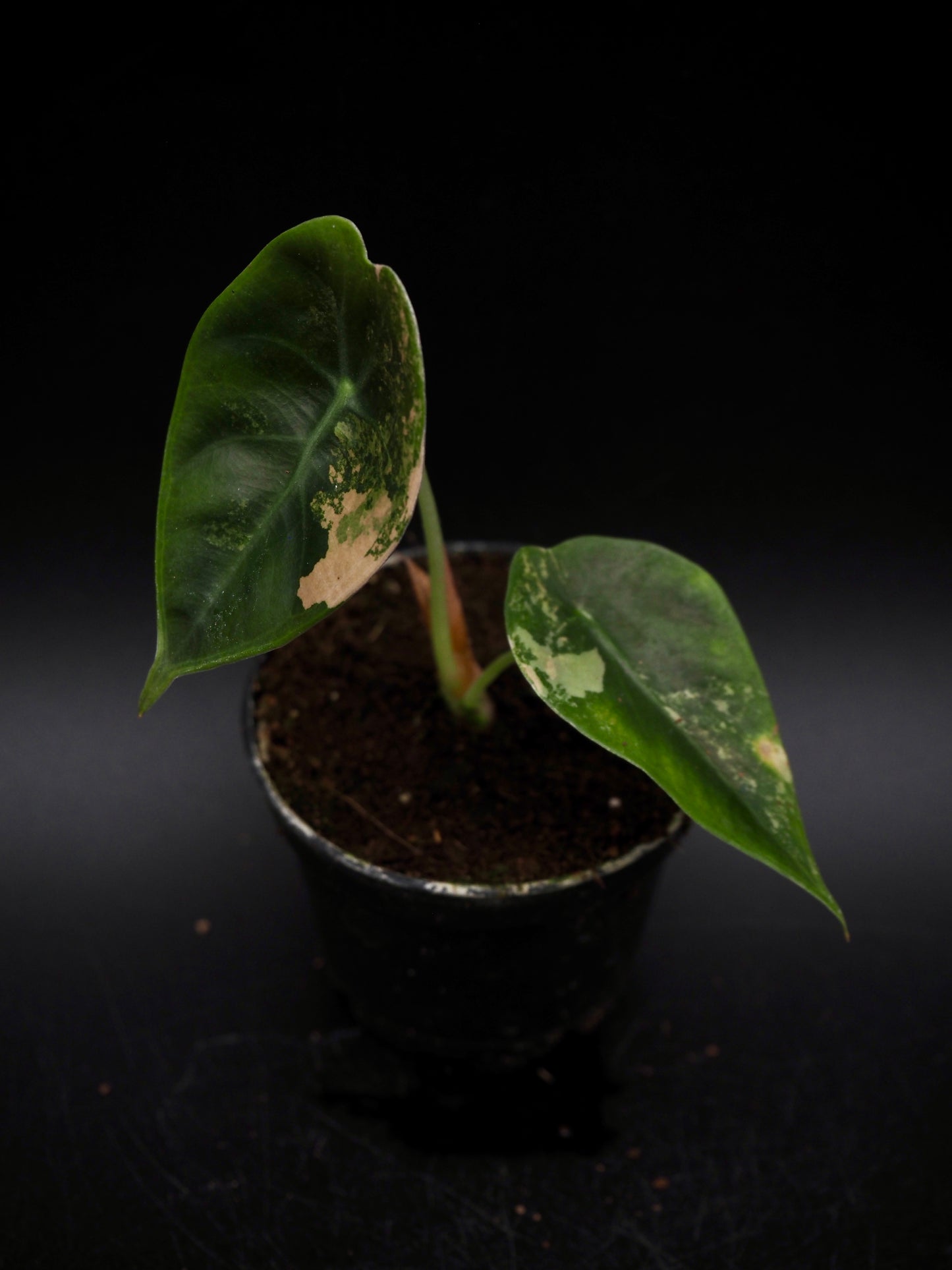Alocasia Sedenii Aurea