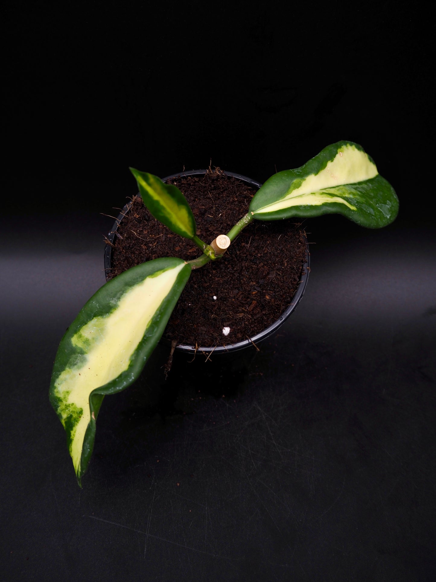 Hoya Maharani Variegata
