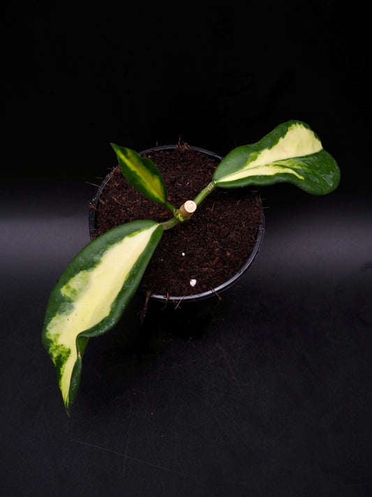 Hoya Maharani Variegata