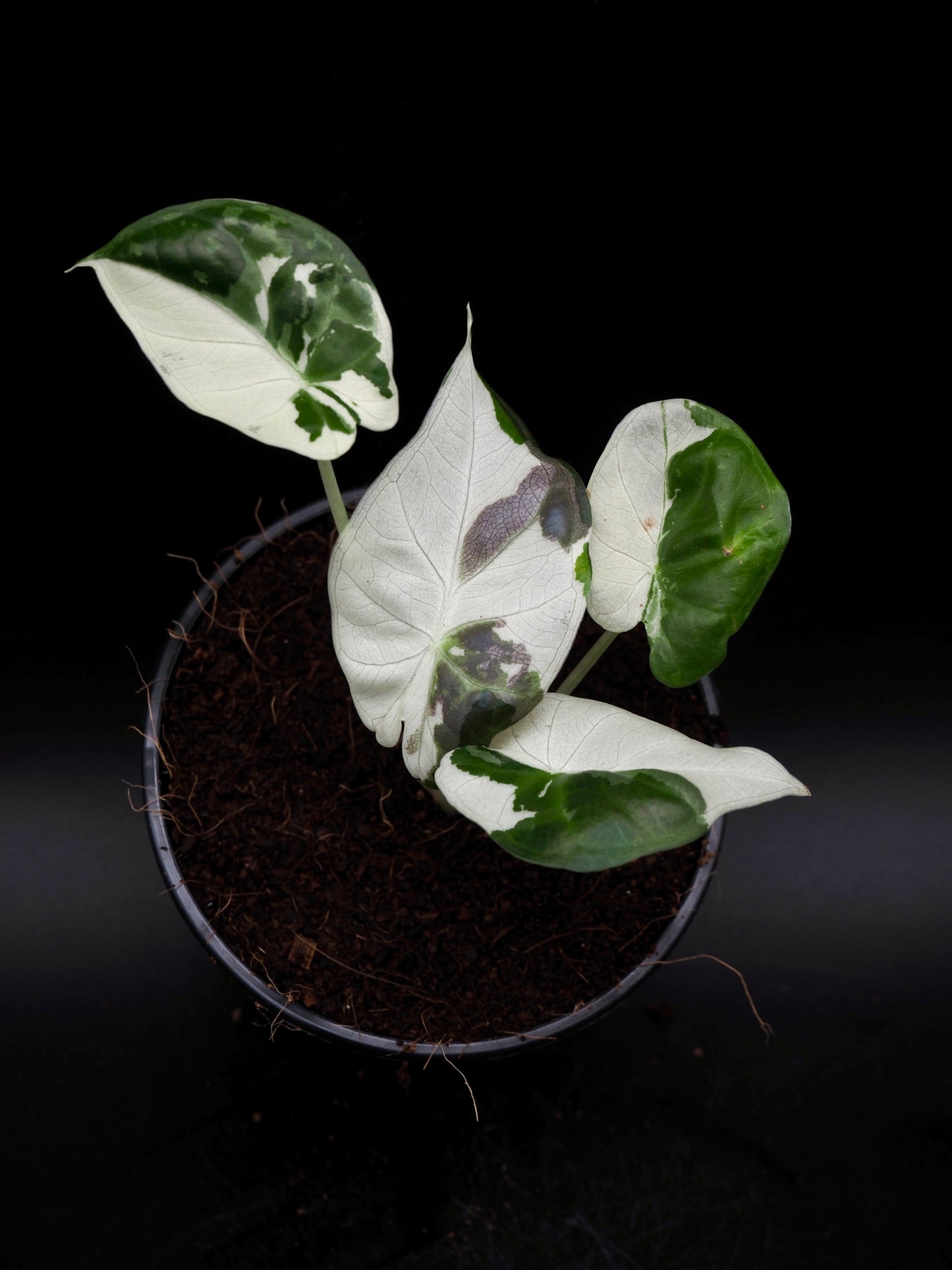 Alocasia Regal Shield Albo