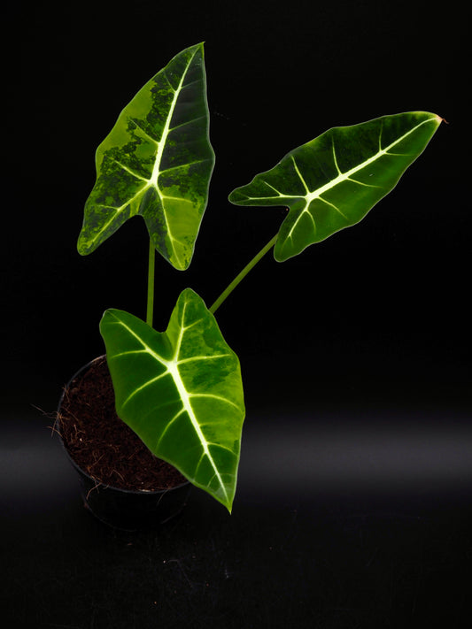 Alocasia Frydek gog