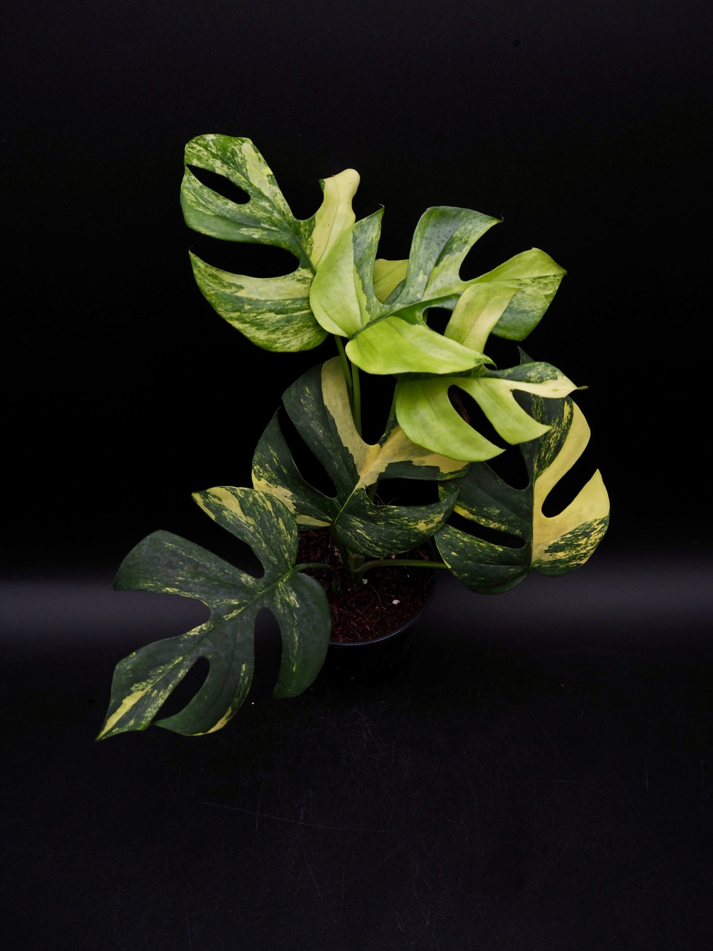 Rhaphidophora Tetrasperma Aurea Variegata