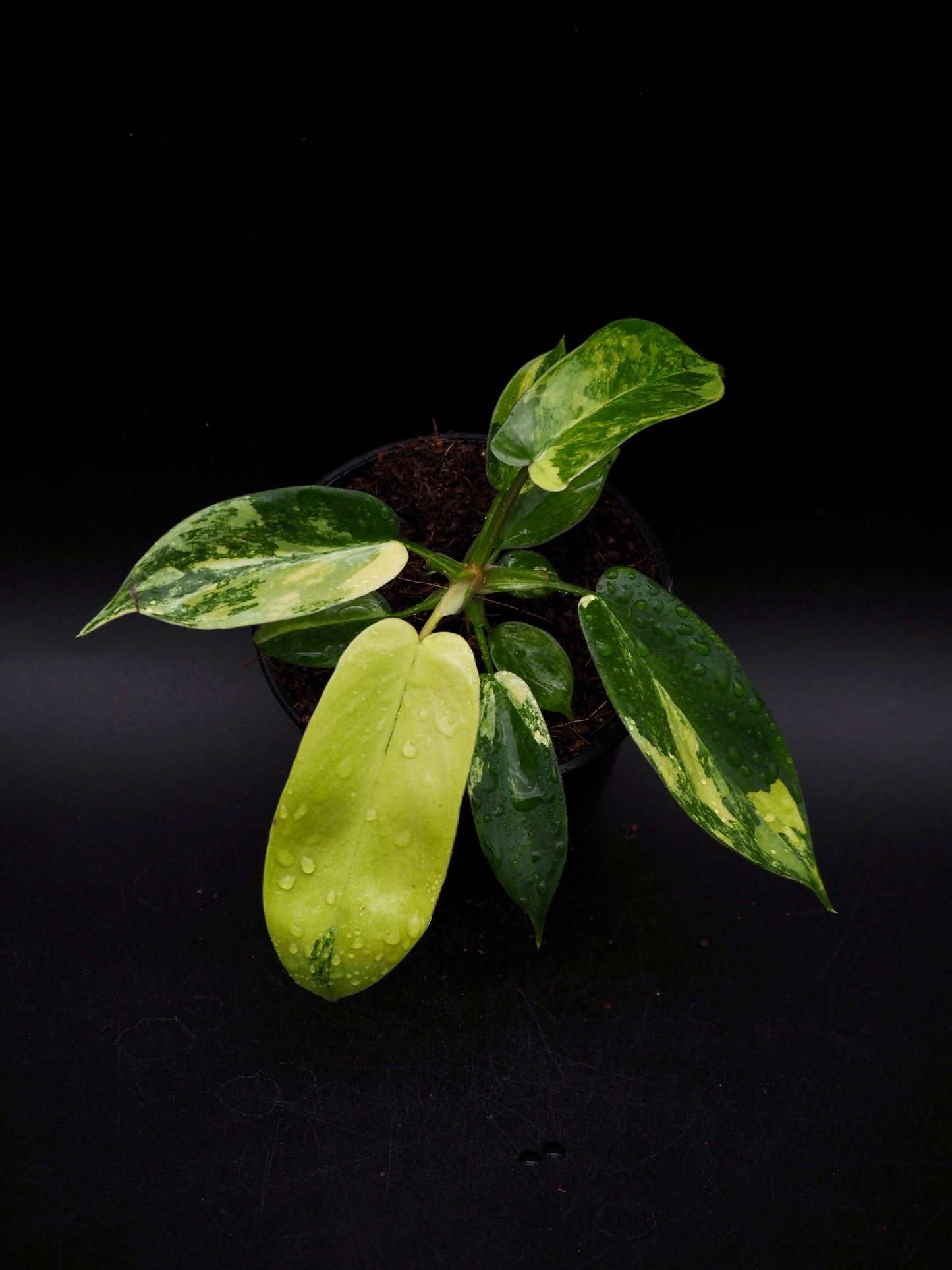 Philodendron Florida Beauty