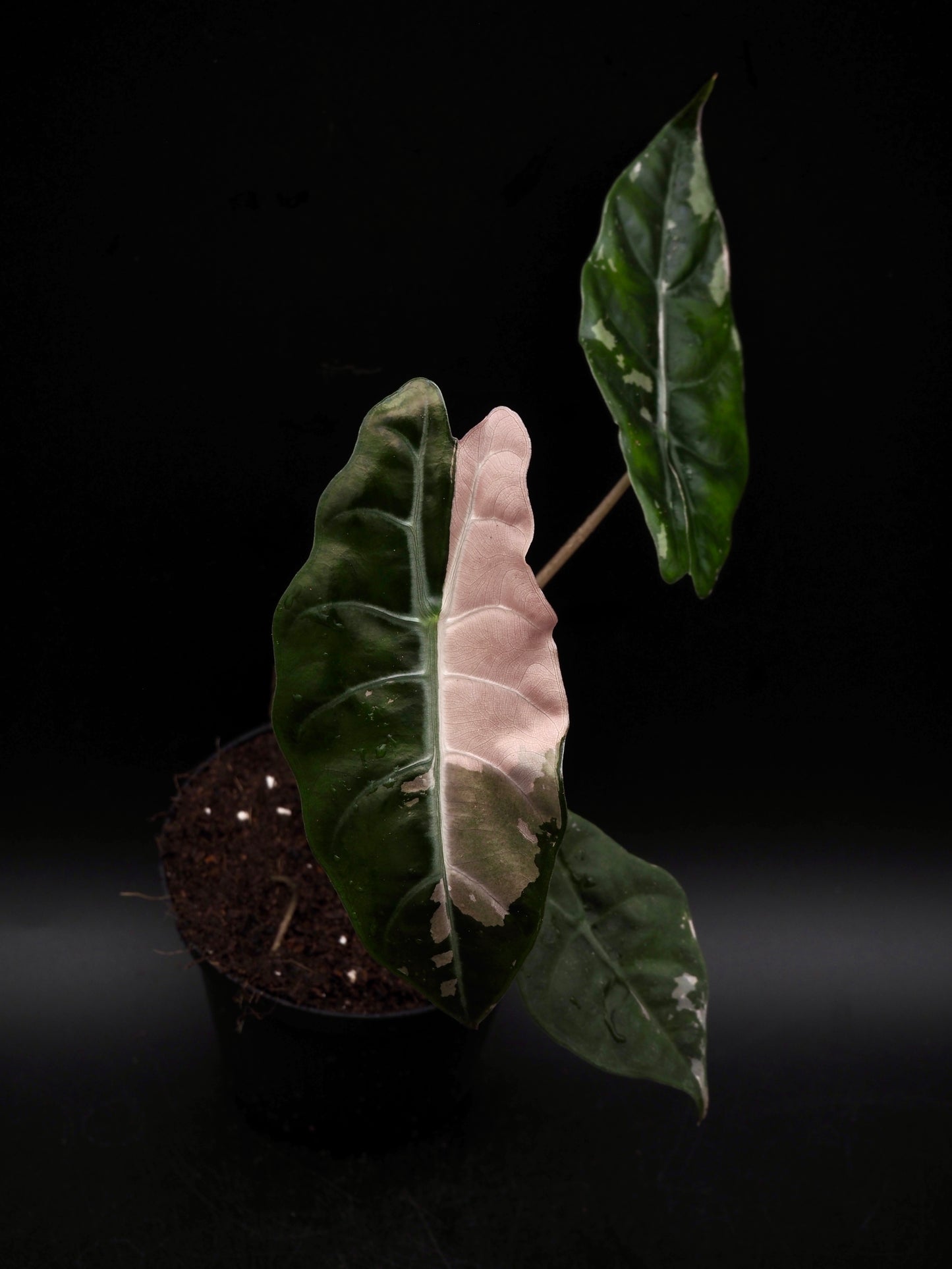 Alocasia Chantrieri Pink