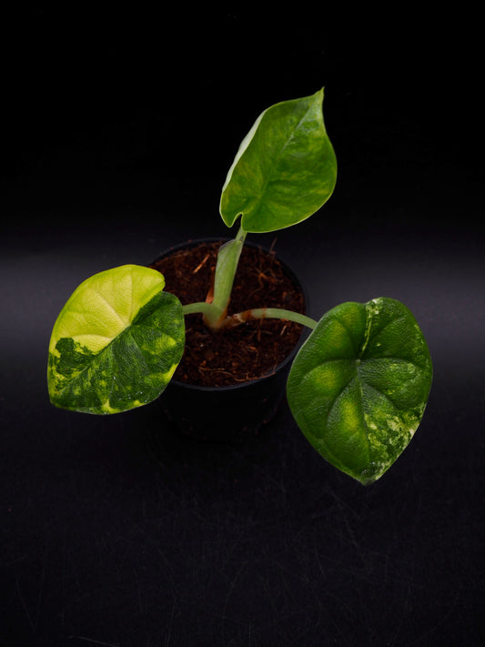 Alocasia Melo Aurea