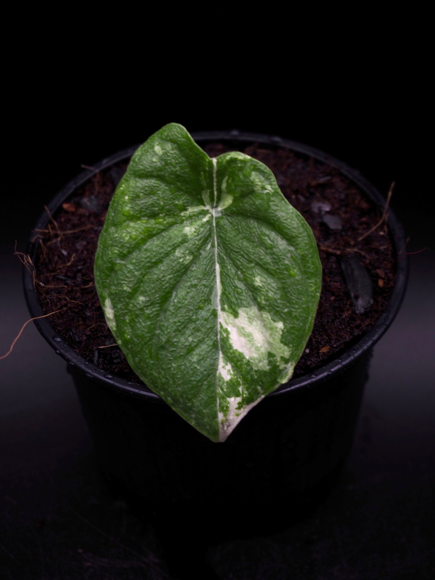 Alocasia Melo Albo