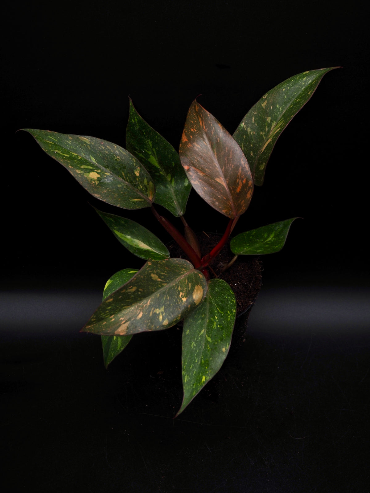 Philodendron Orange Princess Galaxy