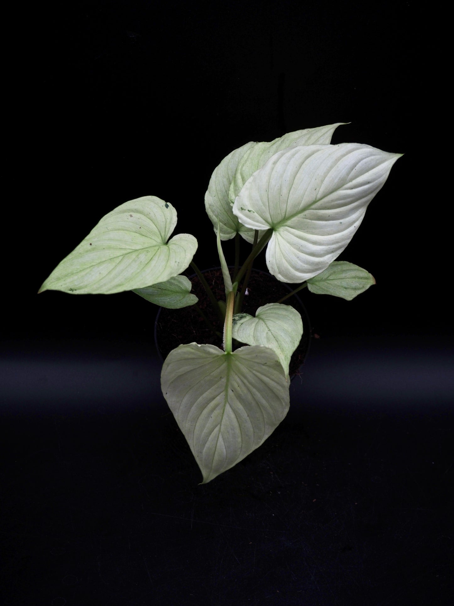 Philodendron Mamei Variegata