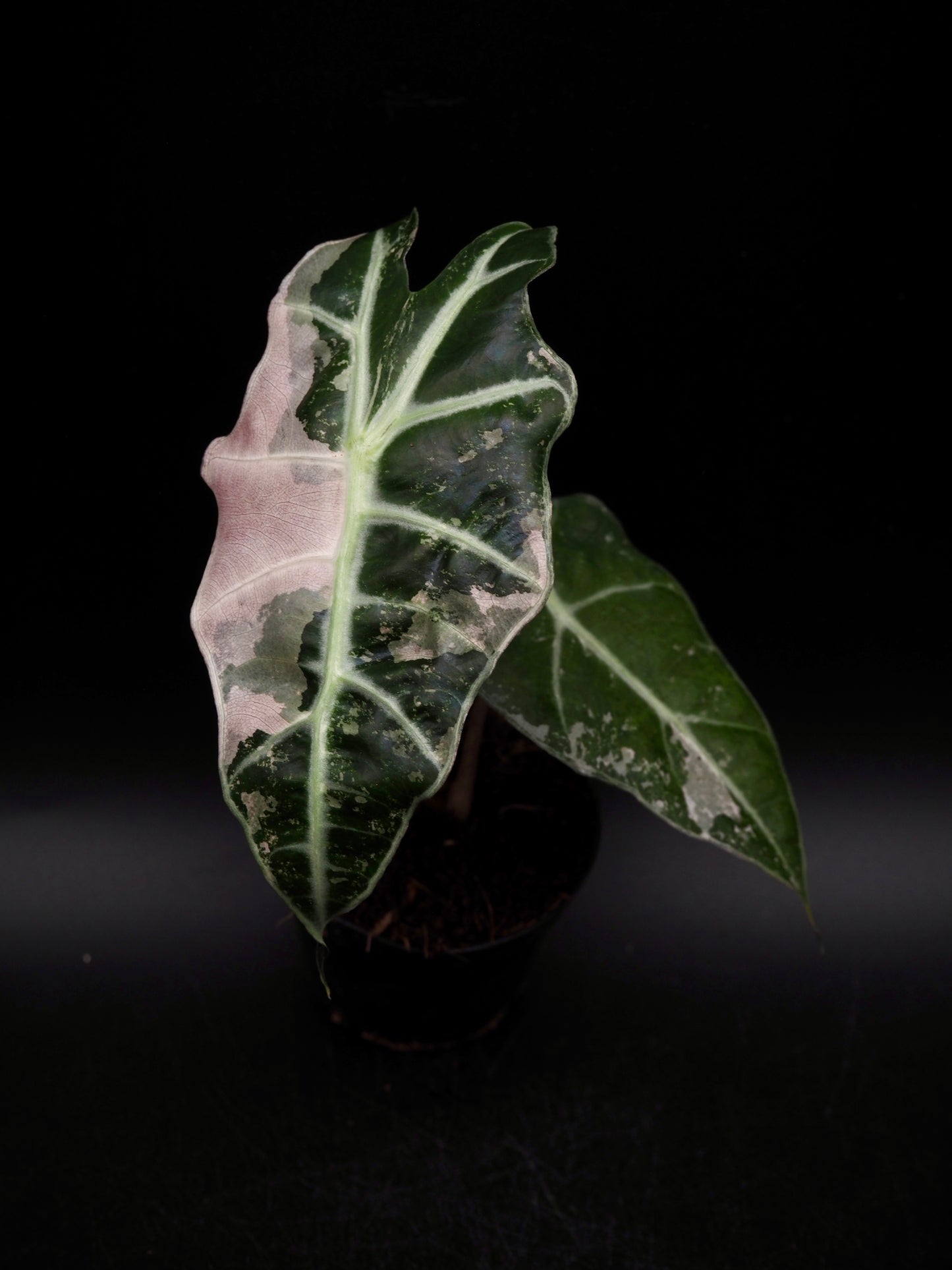 Alocasia Polly Rose Variegata