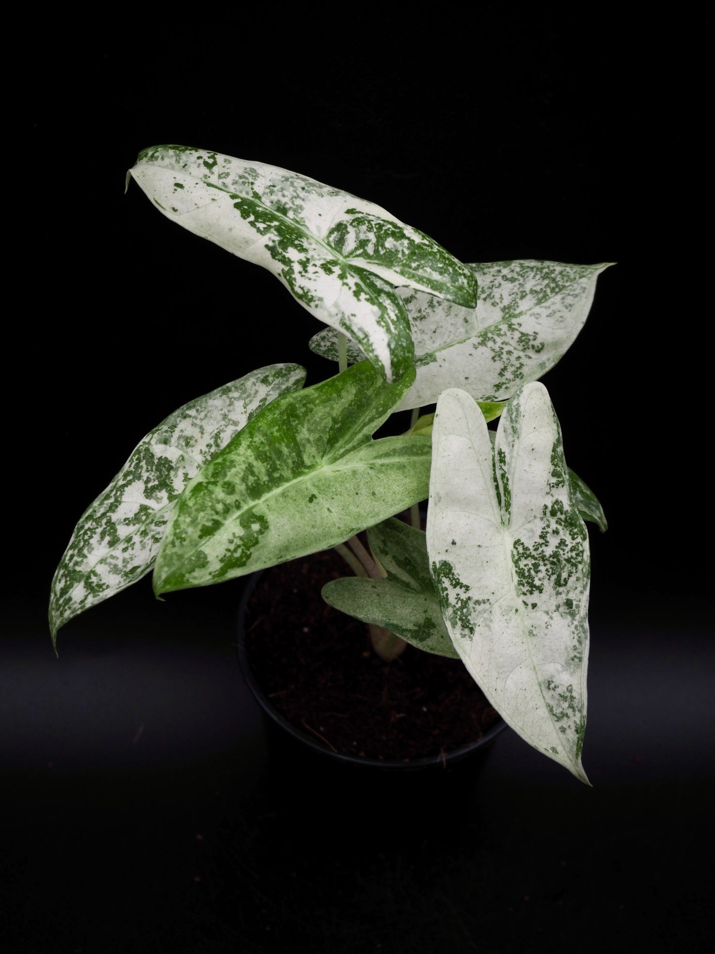 Alocasia Longlioba Thai Con