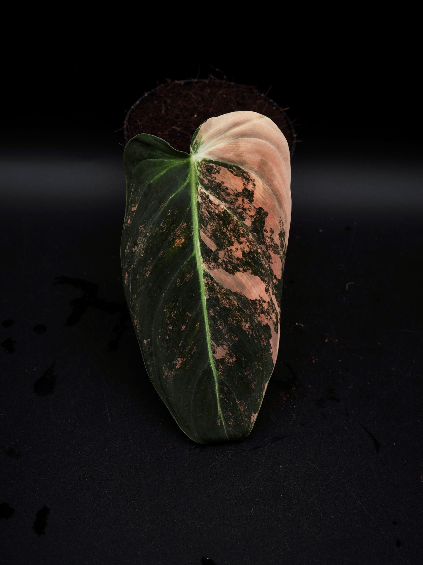 Philodendron Melanochrysum Bonfire