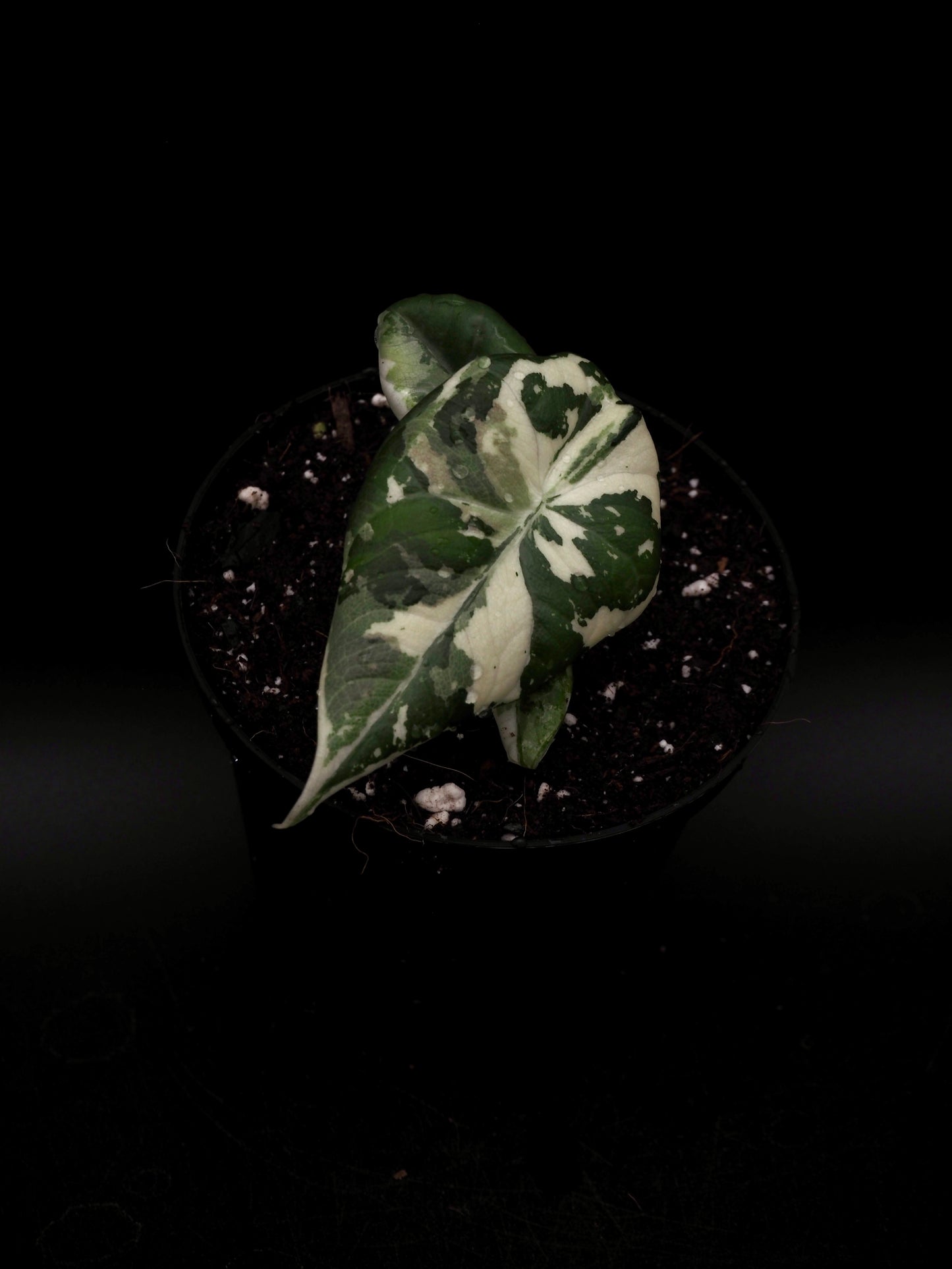 Alocasia Maharani Albo Variegata