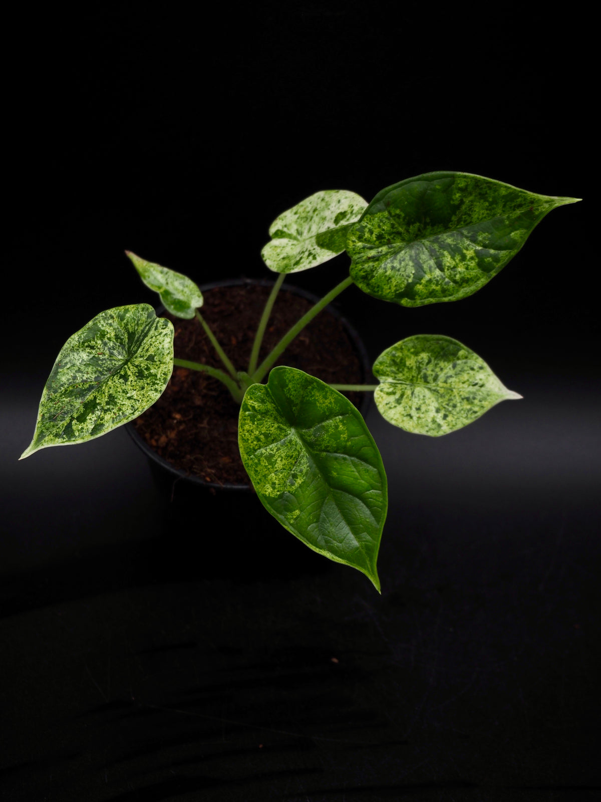 Alocasia Dragon Scale Mint Variegata