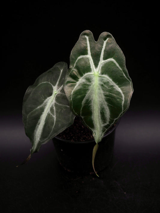 Alocasia Venom S