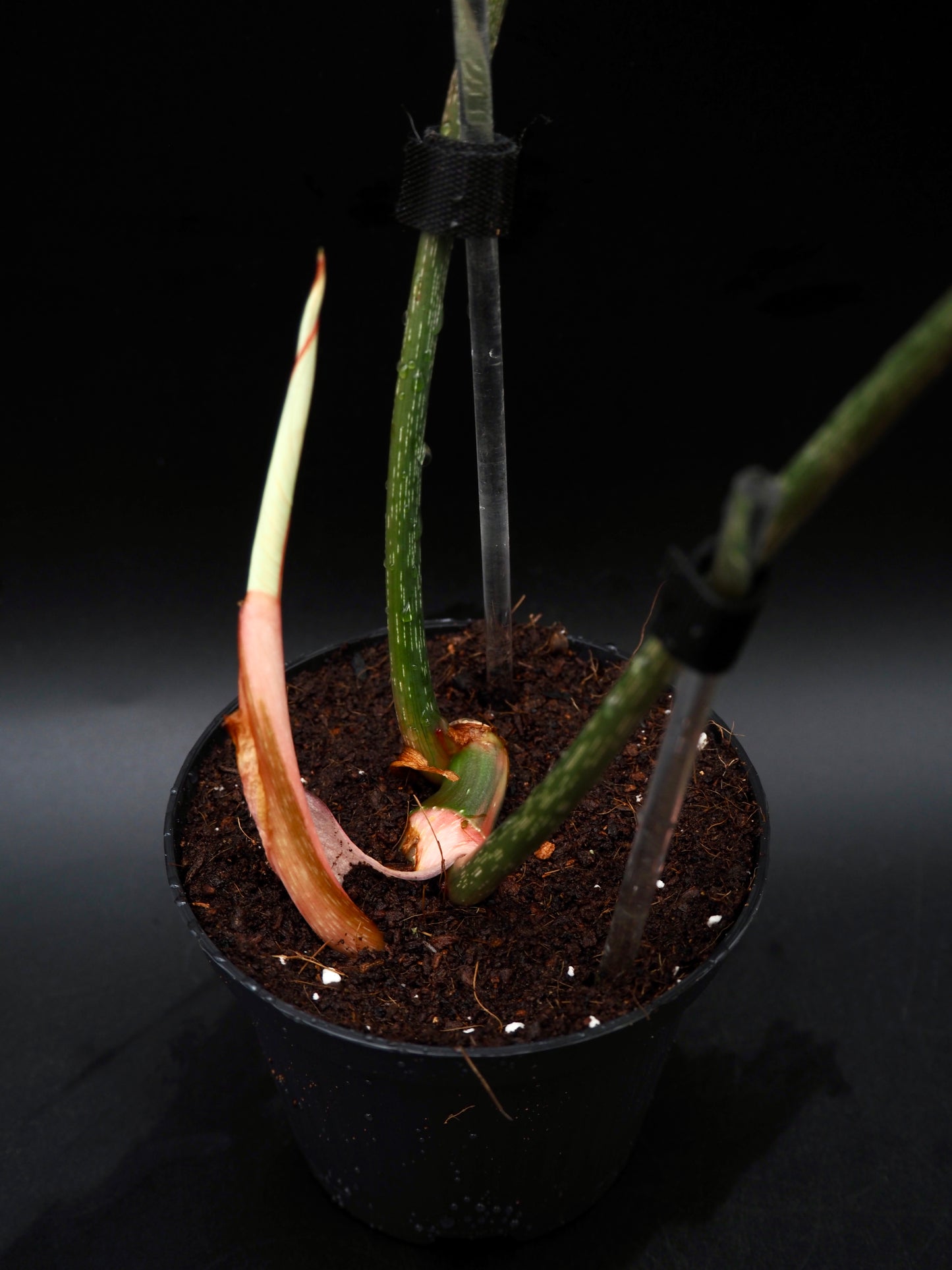 Philodendron Gloriosum Albo Variegata