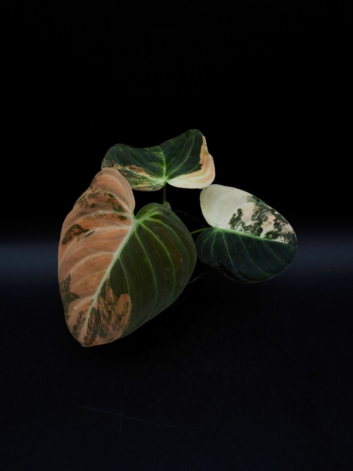 Philodendron Melanochrysum Bonfire