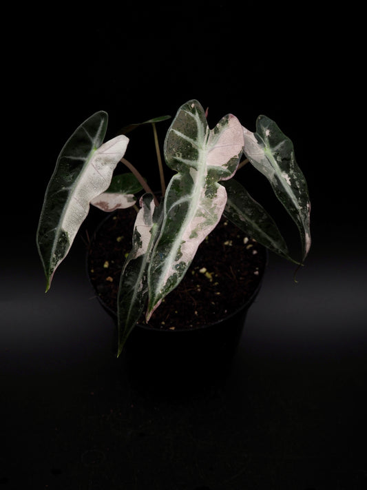 Alocasia Bambino Rose Variegata