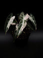 Alocasia Bambino Rose Variegata
