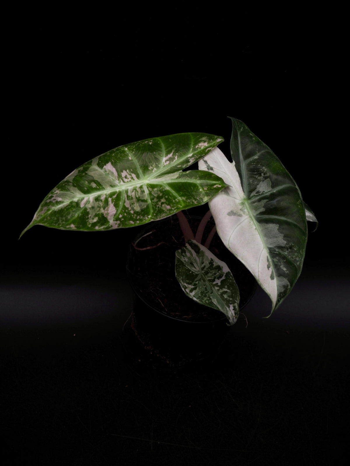 Alocasia Pink Dragon Albo Variegata