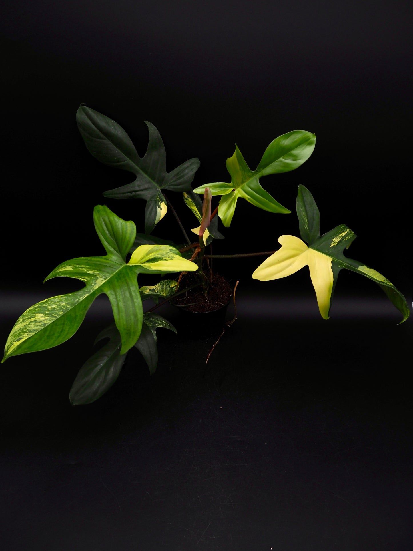 Philodendron Florida Beauty