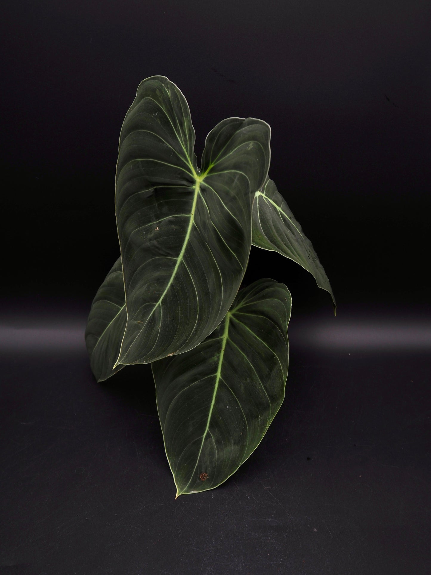 Philodendron Melanochrysum