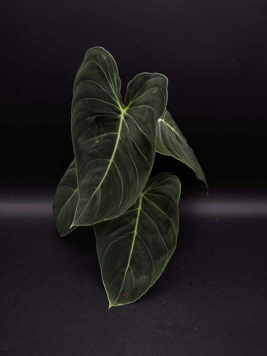 Philodendron Melanochrysum
