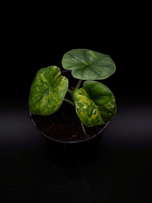 Alocasia Melo Aurea