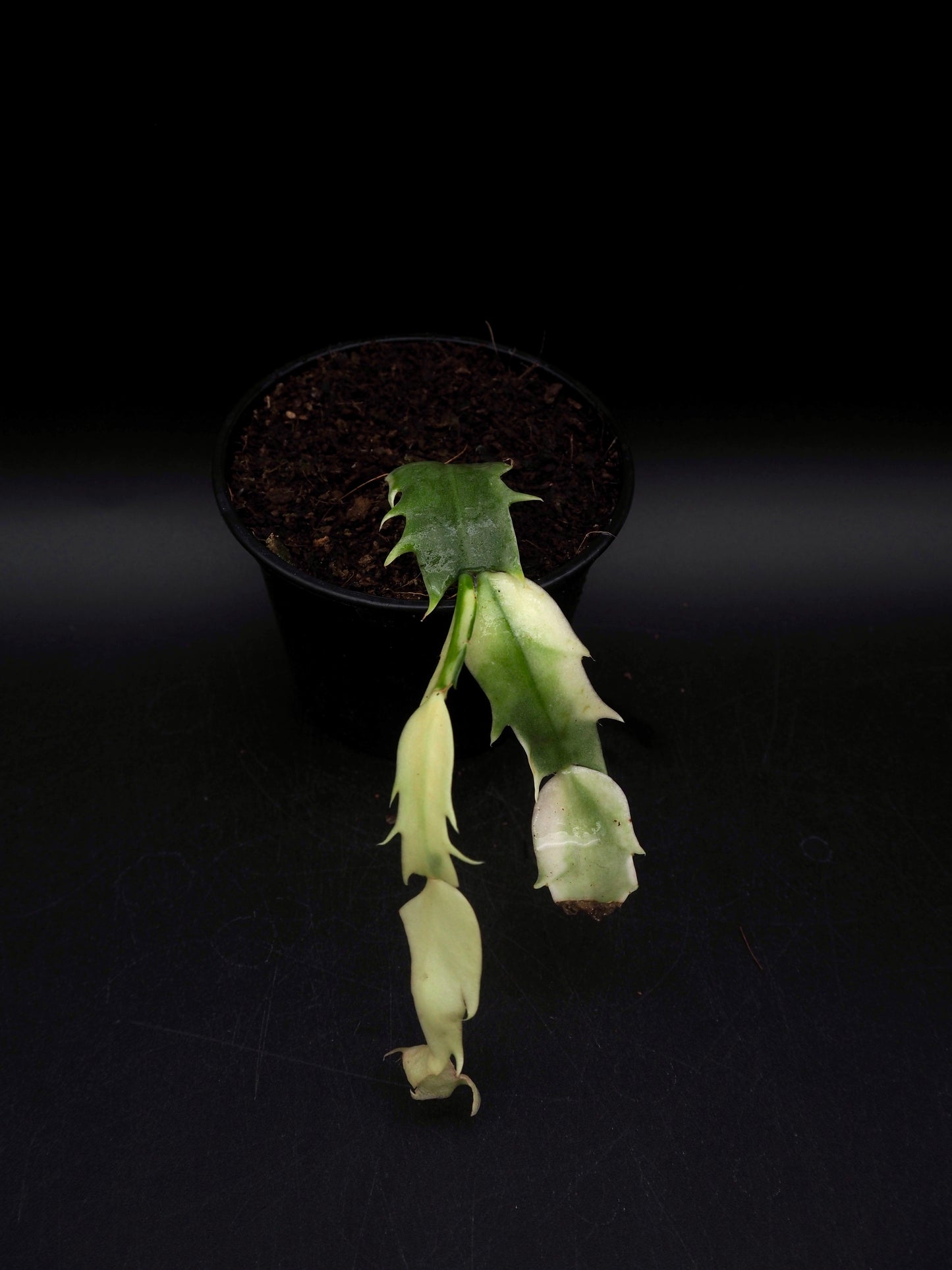 Weihnachtskaktus Variegata