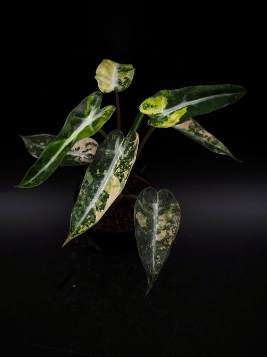 Alocasia Bambi Aurea