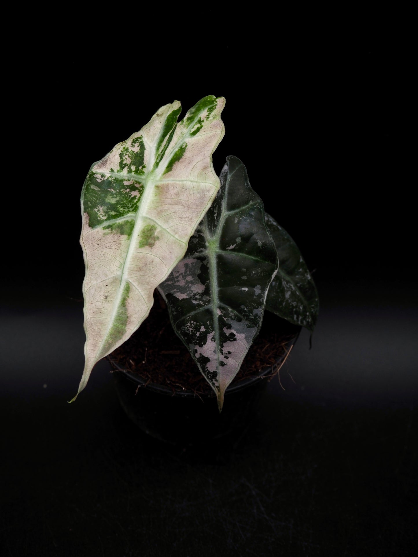 Alocasia Polly Rose Variegata