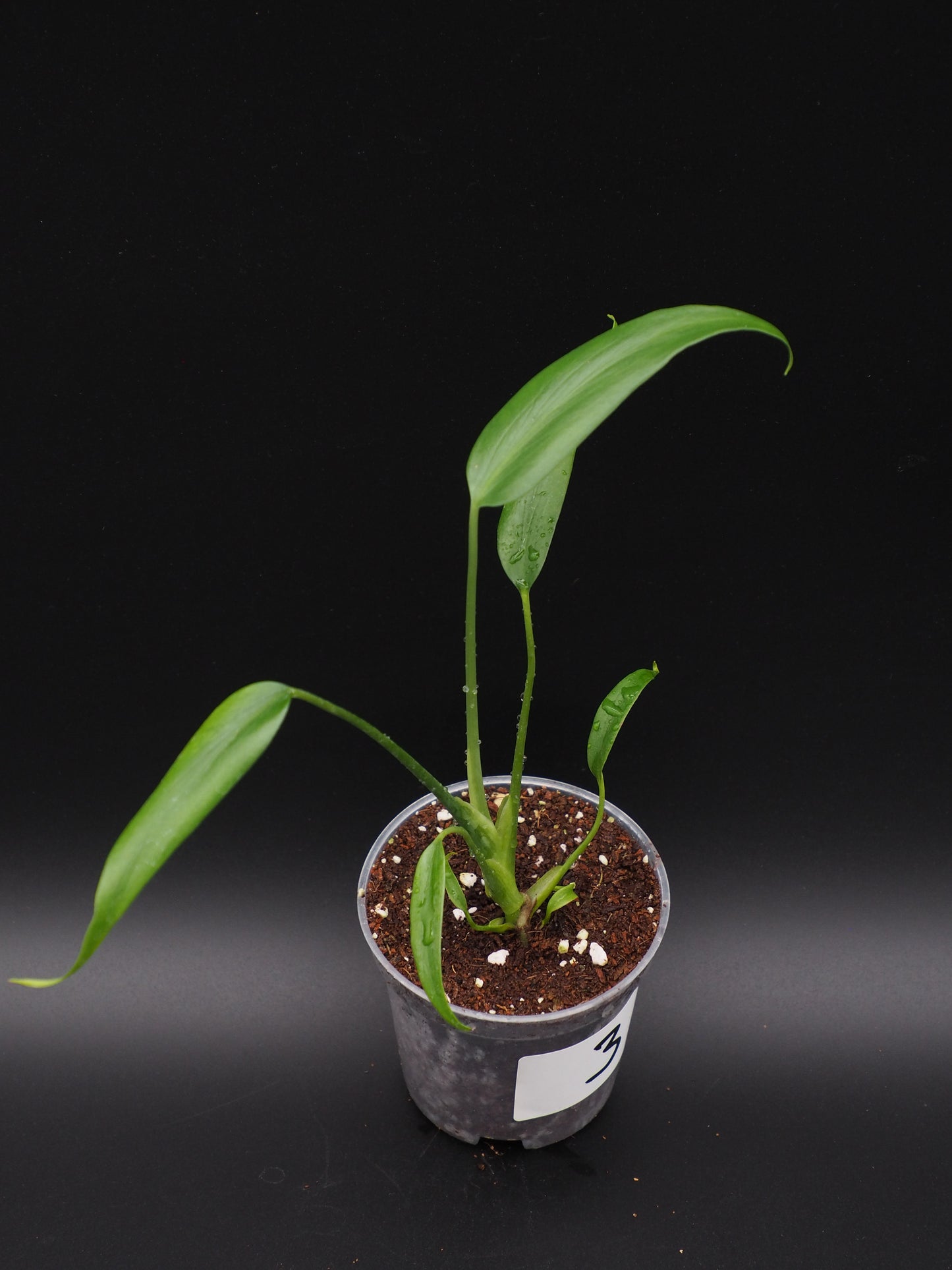 Monstera Burle Marx Flame