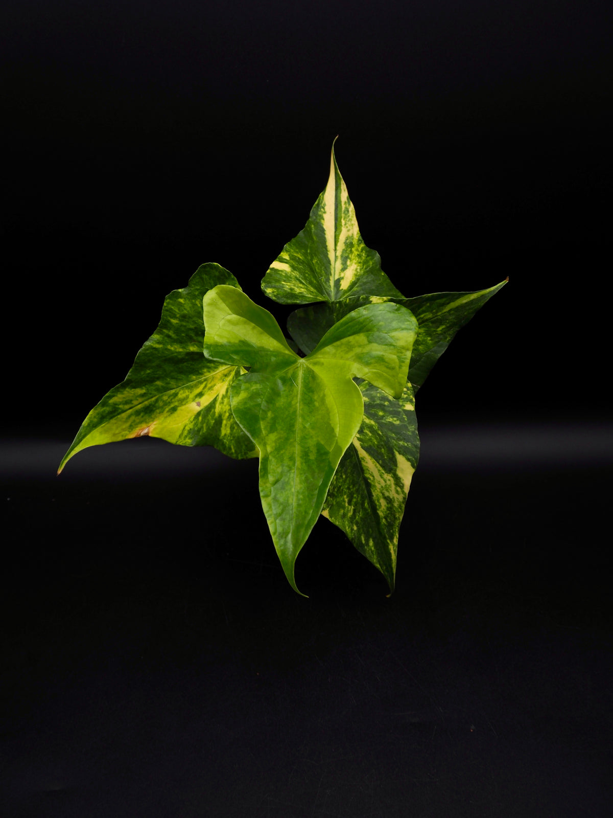 Anthurium Pterodactyl Variegata