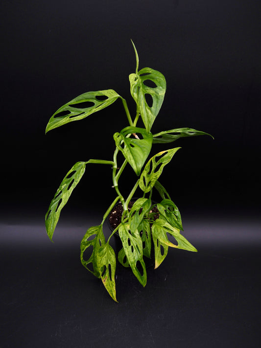 Monstera Adansonii Marbre indonésien