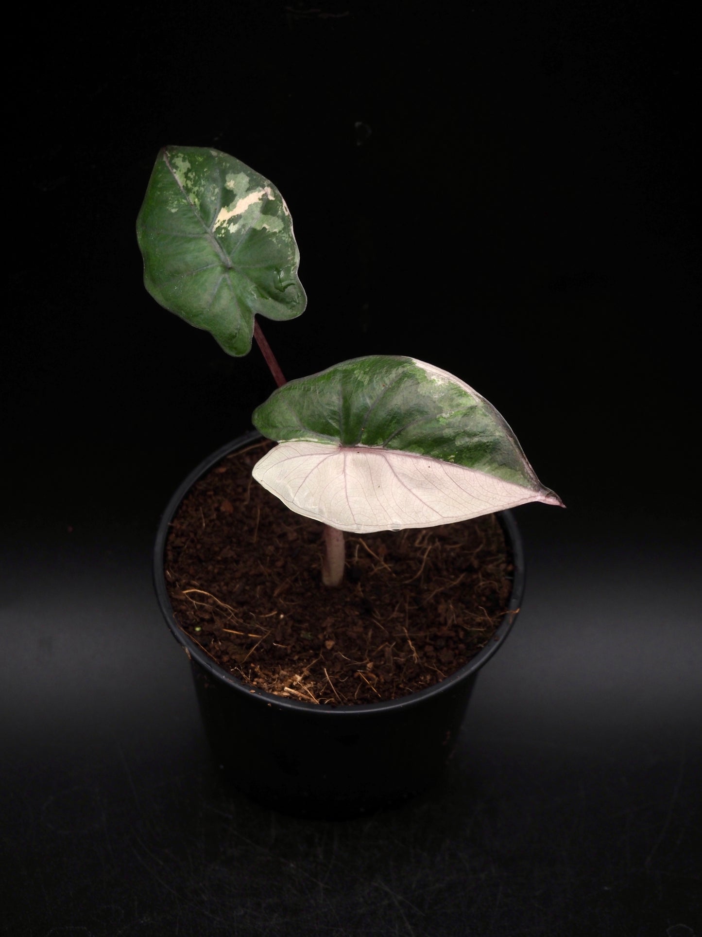 Alocasia Yucatan Princess Pink