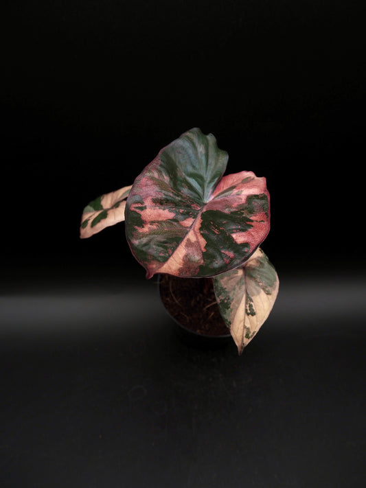 Alocasia Serendipity Variegata