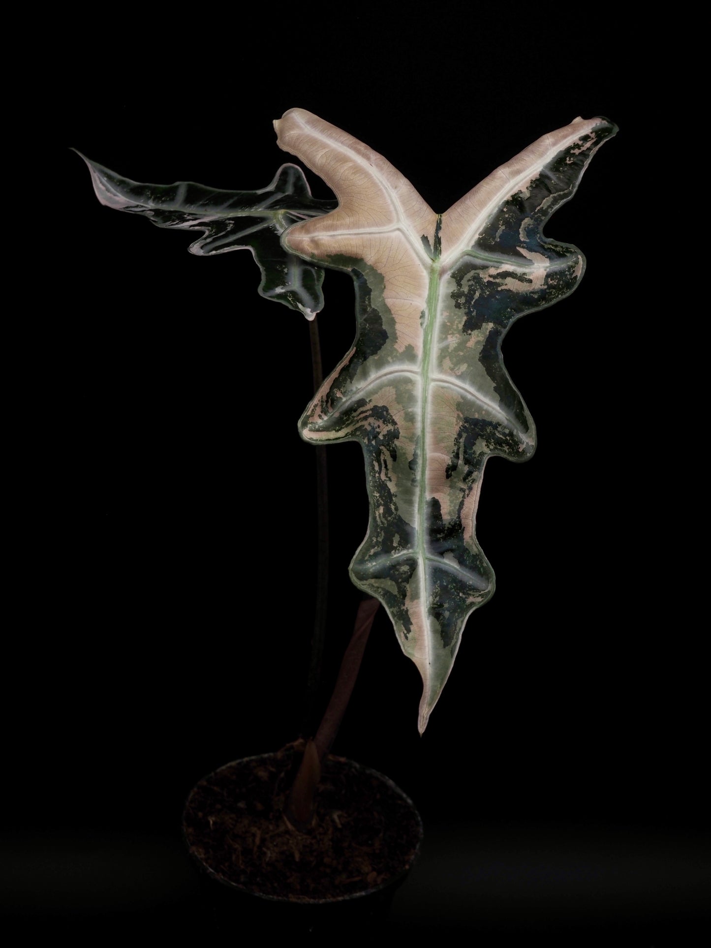 Alocasia Nobilis Pink